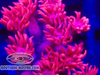 https://www.boutique-nosybe.com/8003-thickbox_default/goniopora-sp-rouge-indonésie.jpg