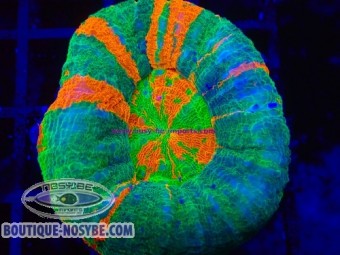 https://www.boutique-nosybe.com/8014-thickbox_default/scolymia-australensis-wysiwyg-23072026-03.jpg