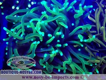 https://www.boutique-nosybe.com/8024-thickbox_default/euphyllia-glabrescens-dragon-soul.jpg