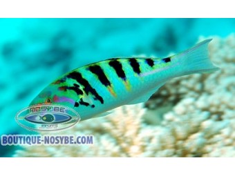 https://www.boutique-nosybe.com/8026-thickbox_default/thalassoma-hardwicke.jpg
