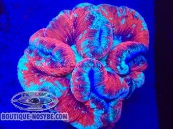 https://www.boutique-nosybe.com/8027-thickbox_default/trachyphyllia-sp-wysiwyg-30072026-01.jpg