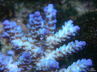 https://www.boutique-nosybe.com/803-thickbox_default/acropora-tenuis-bleu.jpg