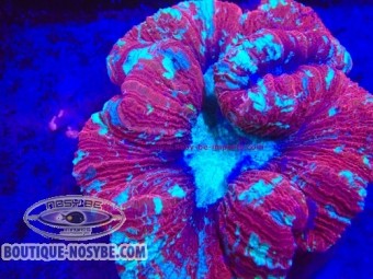 https://www.boutique-nosybe.com/8030-thickbox_default/trachyphyllia-sp-wysiwyg-30072026-02.jpg