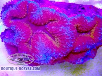 https://www.boutique-nosybe.com/8035-thickbox_default/lobophyllia-sp-wysiwyg-30072026-04.jpg