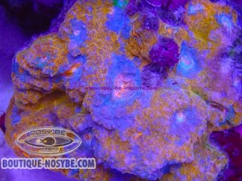 https://www.boutique-nosybe.com/8038-thickbox_default/echinophyllia-sp-wysiwyg-30072026-07.jpg
