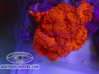 https://www.boutique-nosybe.com/8043-thickbox_default/blastomussa-wellsi-wysiwyg-30072026-09.jpg