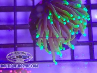 https://www.boutique-nosybe.com/8047-thickbox_default/euphyllia-glabrescens-wysiwyg-30072026-11.jpg