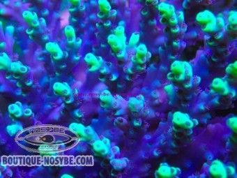 https://www.boutique-nosybe.com/8051-thickbox_default/acropora-aculeus-wysiwyg-30072026-14.jpg