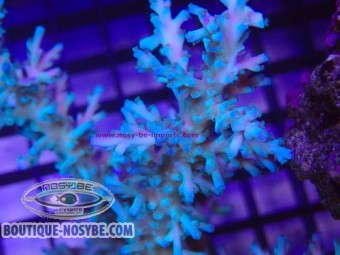 https://www.boutique-nosybe.com/8053-thickbox_default/acropora-echinata-wysiwyg-30072026-15.jpg