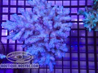 https://www.boutique-nosybe.com/8059-thickbox_default/acropora-sp-wysiwyg-30072026-16.jpg