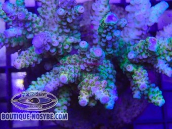 https://www.boutique-nosybe.com/8062-thickbox_default/acropora-sp-wysiwyg-30072026-17.jpg