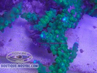 https://www.boutique-nosybe.com/8066-thickbox_default/acropora-parilis.jpg