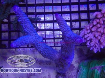 https://www.boutique-nosybe.com/8068-thickbox_default/acropora-muricata-wysiwyg-30072026-18.jpg