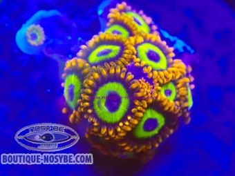 https://www.boutique-nosybe.com/8070-thickbox_default/zoanthus-sp-wysiwyg-30072026-20.jpg
