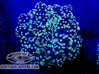https://www.boutique-nosybe.com/8077-thickbox_default/euphyllia-parayaeyamensis-wysiwyg-30072026-24.jpg