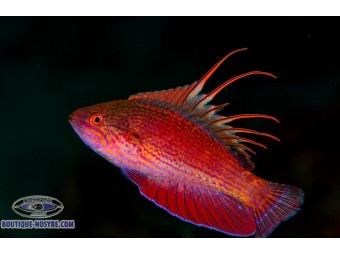 https://www.boutique-nosybe.com/8079-thickbox_default/paracheilinus-lineopunctatus.jpg