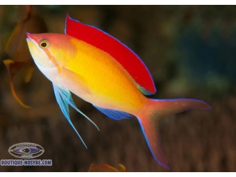 https://www.boutique-nosybe.com/8081-thickbox_default/pseudanthias-dispar.jpg