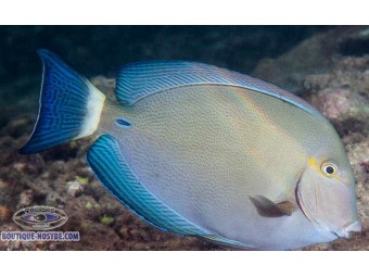 https://www.boutique-nosybe.com/8083-thickbox_default/acanthurus-blochii.jpg