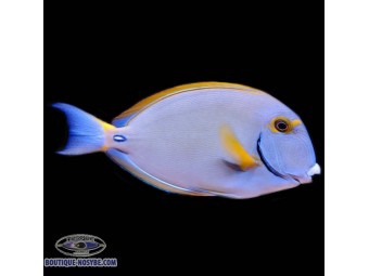 https://www.boutique-nosybe.com/8084-thickbox_default/acanthurus-dussumieri.jpg