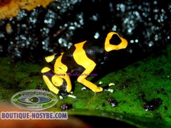 https://www.boutique-nosybe.com/8092-thickbox_default/dendrobates-leucomelas-guyana-banded.jpg
