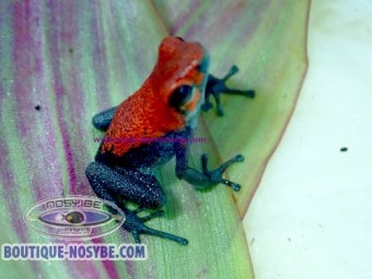 https://www.boutique-nosybe.com/8096-thickbox_default/oophaga-pumilio-aguacate.jpg