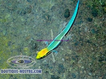 https://www.boutique-nosybe.com/8103-thickbox_default/phelsuma-klemmeri.jpg