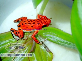 https://www.boutique-nosybe.com/8109-thickbox_default/oophaga-bastimentos-red-frog-beach.jpg