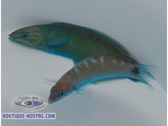 https://www.boutique-nosybe.com/8118-thickbox_default/thalassoma-lunare.jpg