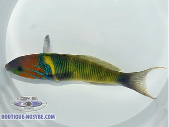 https://www.boutique-nosybe.com/8119-thickbox_default/thalassoma-hebraicum.jpg
