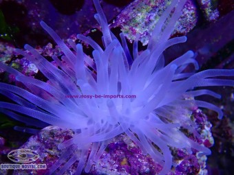 https://www.boutique-nosybe.com/8133-thickbox_default/condylactis-gigantea-wysiwyg-10102026-2.jpg