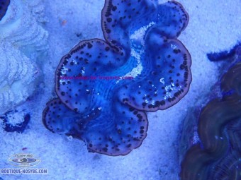 https://www.boutique-nosybe.com/8134-thickbox_default/tridacna-maxima-wysiwyg-10102026-3.jpg