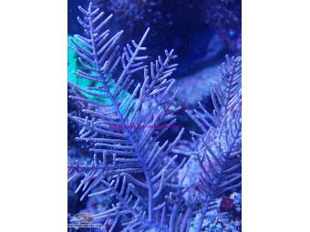 https://www.boutique-nosybe.com/8135-thickbox_default/pseudopterogorgia-sp.jpg