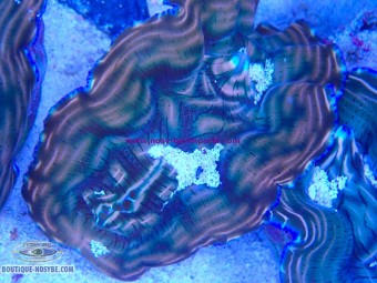 https://www.boutique-nosybe.com/8136-thickbox_default/tridacna-derasa-wysiwyg-10102026-5.jpg