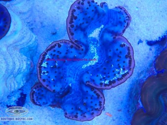 https://www.boutique-nosybe.com/8137-thickbox_default/tridacna-maxima-wysiwyg-10102026-6.jpg
