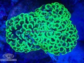 https://www.boutique-nosybe.com/8138-thickbox_default/euphyllia-ancora-wysiwyg-10102026-7.jpg