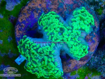 https://www.boutique-nosybe.com/8139-thickbox_default/euphyllia-ancora-wyswiyg-10102026-8.jpg