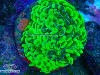 https://www.boutique-nosybe.com/8142-thickbox_default/euphyllia-ancora-wysiwyg-10102026-12.jpg