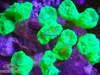 https://www.boutique-nosybe.com/8150-thickbox_default/caulastrea-aspera-wysiwyg-10102026-19.jpg