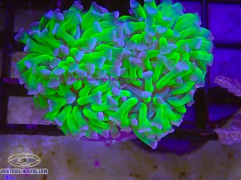 https://www.boutique-nosybe.com/8151-thickbox_default/euphyllia-paraancora-wysiwyg-10102026-20.jpg