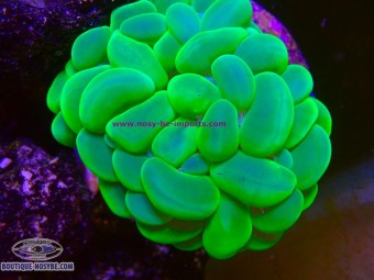 https://www.boutique-nosybe.com/8152-thickbox_default/plerogyra-sinuosa-wysiwyg-10102026-22.jpg