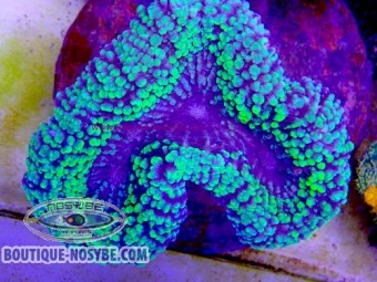 https://www.boutique-nosybe.com/8153-thickbox_default/lobophyllia-sp-wysiwyg-10102026-23.jpg