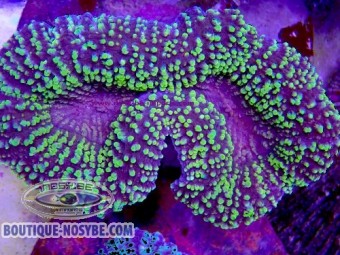 https://www.boutique-nosybe.com/8154-thickbox_default/lobophyllia-sp-wysiwyg-10102026-24.jpg