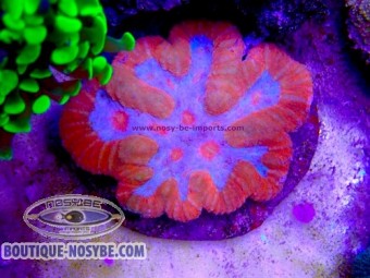 https://www.boutique-nosybe.com/8155-thickbox_default/lobophyllia-sp-wysiwyg-10102026-26.jpg