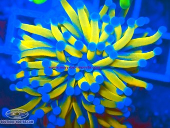 https://www.boutique-nosybe.com/8158-thickbox_default/euphyllia-glabrescens-wysiwyg-16102026-03.jpg