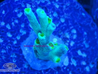 https://www.boutique-nosybe.com/8160-thickbox_default/acropor-speciosa-wysiwyg-16102026-06.jpg