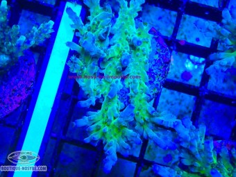 https://www.boutique-nosybe.com/8161-thickbox_default/acropora-sp-wysiwyg-16102026-08.jpg