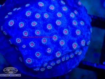 https://www.boutique-nosybe.com/8162-thickbox_default/cyphastrea-sp-wysiwyg-16102026-09.jpg