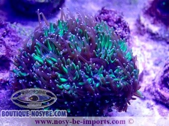 https://www.boutique-nosybe.com/8169-thickbox_default/galaxea-fascicularis.jpg