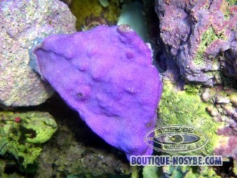 https://www.boutique-nosybe.com/817-thickbox_default/montipora-sp-encroutant-violet.jpg