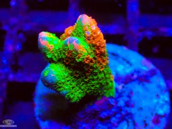 https://www.boutique-nosybe.com/8174-thickbox_default/montipora-digitata-contraband.jpg